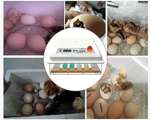 Miniatura 7 de Incubadora de huevos con capacidad para 120 huevos LED de giro automático de huevos y control de temperatura, ventilación automática, incubadoras