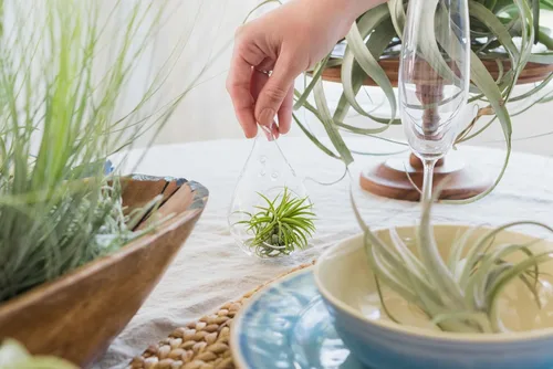 Miniatura 9 de Air Plant Shop Paquete de 10 plantas de aire Tough Stuff de Tillandsia, al por mayor y a granel, suculentas, Tillandsia viva, plantas