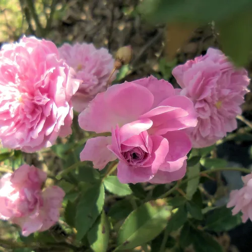 Miniatura 3 de Caldwell Pink Rose Bush - Raíz antigua reliquia propia - Rosa Hybrid - Planta viva - Flor doble perpetua fragante - Emerald Goddess Gardens