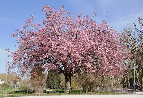 Miniatura 6 de Cerezo Japonés Semillas Premium Prunus serrulata 'Spring' Pink Bloom Plants'® (Premium Seeds, 20)