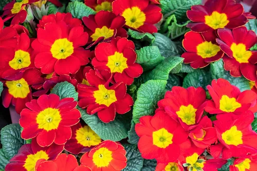 Miniatura 6 de 50 semillas mixtas de flores de planta de interior con sombra de prímula vulgaris