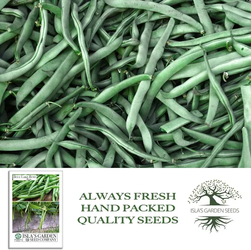 Miniatura 4 de Blue Lake Bush Green Bean Seeds, más de 50 semillas tradicionales por paquete, semillas sin OMG, (semillas de jardín de Isla), nombre botánico