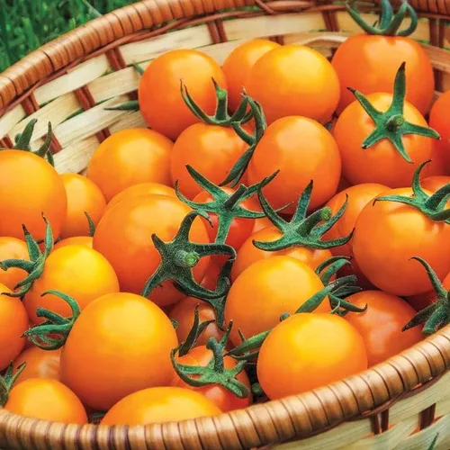 Miniatura 3 de Semillas de tomate cereza orgánica Sun Gold más de 50 semillas