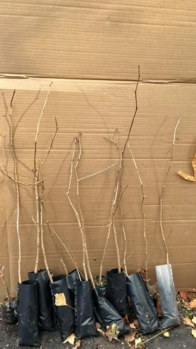 Plántula de Ginkgo Biloba de 2-3 pies de altura sin sexo a raíz desnuda 3-4 años de edad