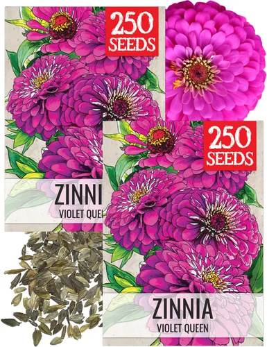 Miniatura 40 de Seed Needs California Giants - Semillas de zinnia – 250 semillas tradicionales para plantar Zinnia elegans – Cultiva flores anuales polinizadas