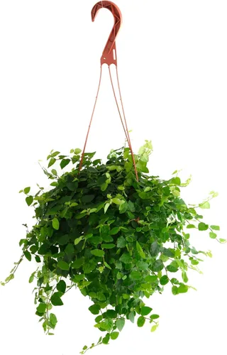 Shop Succulents Ficus Repens - Higo rastrero, planta de interior viva, planta de interior de bajo mantenimiento, ideal para decoración del hogar,