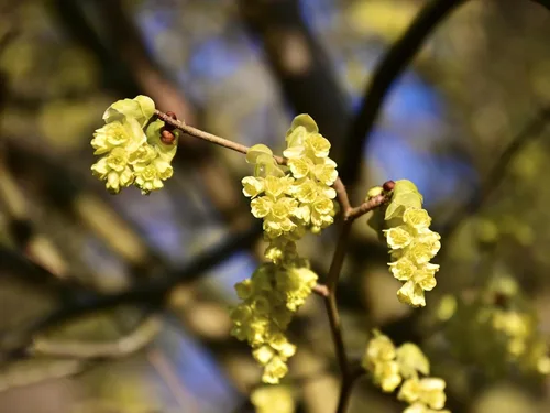 Greenwood Nursery: Plantas arbustivas vivas - Spicebush + Lindera Benzoin - [Cantidad: 2 Macetas de 1 Cuarto] - (Haga clic para ver otras plantas o
