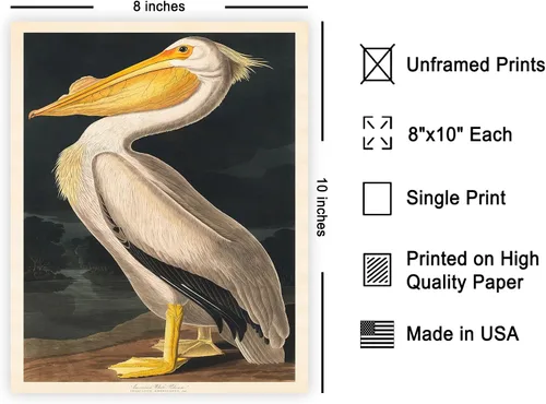 Miniatura 2 de Poster Master Póster vintage de James Audubon - Impresión retro de pelícano blanco - Arte de pájaros de América - Arte de pájaros - Regalo