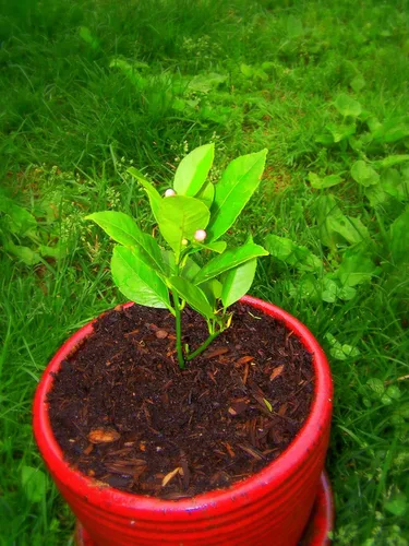 Miniatura 4 de UPC0764425789901 - Semillas de vid naranja gigante (Pyrostegia venusta) de Robsrareandgiantseeds UPC0764425789901 sin OMG, orgánico, cultivador