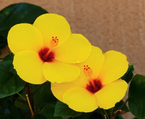 Miniatura 2 de SeedsTop - 45 semillas de hibisco amarillo flor perenne reliquia rara flor exótica planta de árbol Perennial, Heirloom, Rare Flower, Exotic Tree