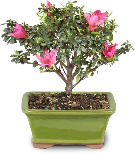 Miniatura 12 de Brussel's Bonsai Live Satsuki Azalea - Árbol bonsái floreciente - Grande, 8 años de edad, 10 a 14 pulgadas - Maceta de cerámica para bonsái