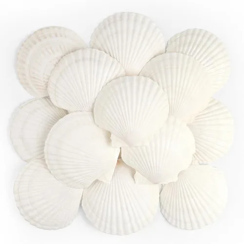16 conchas de vieira natural, conchas de vieira blancas de 4 a 5 pulgadas, conchas marinas grandes para manualidades, decoración de boda, fiesta