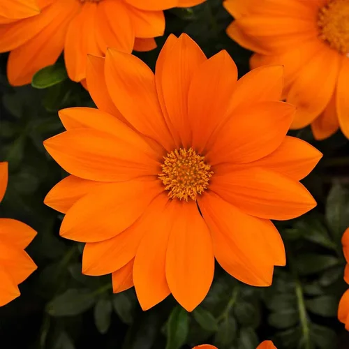 Miniatura 6 de New Day Series Gazania Flower Garden Seeds - Sombras de bronce - 100 semillas - Semillas anuales de jardinería de flores - Gazania splendens Rose