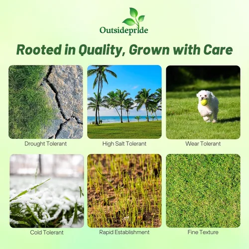 Outsidepride Rescape Seashore Paspalum - Semilla de césped – 1 libra de temporada cálida, tolerante a la sal y la sequía, semillas de césped densas,