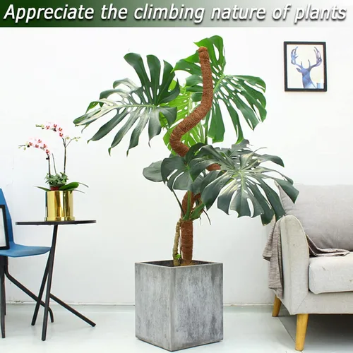 Miniatura 5 de Poste de musgo de 48 pulgadas, poste de musgo flexible para plantas Monstera, postes de musgo altos para plantas trepadoras de interiores, soporte