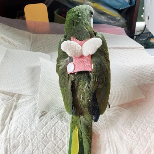 Miniatura 6 de Chaleco de arnés de vuelo de pájaro, traje de vuelo de loro con correa para periquitos, cacatúas, conures budgies, ropa de vuelo de pájaros