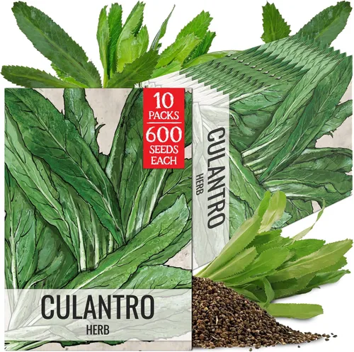 Miniatura 11 de Seed Needs Semillas de culantro para plantar cilantro mexicano, reliquia sin OMG y hierbas culinarias/medicinales no tratadas para cultivar un