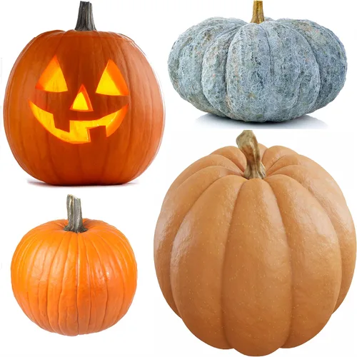 Semillas de calabaza para plantar, paquete de 4 variedades: Big Max, Jack-O'-Lantern, Jarrahdale, Sugar Pie, Semillas de reliquia sin OMG para