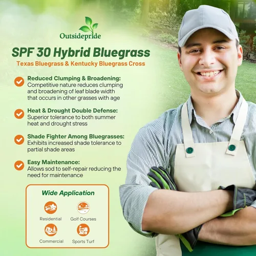 Miniatura 3 de Outsidepride Semillas de Bluegrass híbridas SPF-30, tolerantes al calor y la sequía, mezcla de semillas de Bluegrass de Texas y Kentucky para climas
