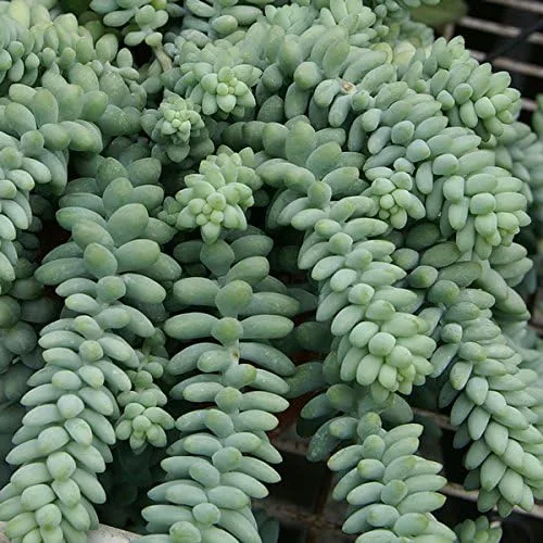 Miniatura 2 de Burro's Tail Suculent, hermosa suculenta arrastrada, planta viva en maceta de 3.5 pulgadas