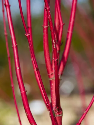 Miniatura 2 de Esquejes de cornejo rojo brillante para plantar, sin raíces, fácil de cultivar, privacidad y arbusto de paisajismo, corteza roja vibrante, se envía