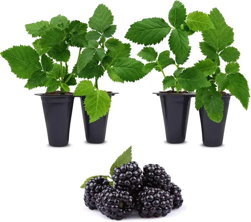 Miniatura 4 de BlackBerry Plants Freedom-Ark (4 unidades) Plantas vivas en venta Plantas fáciles de cultivar Planta frutal comestible para una vida sostenible