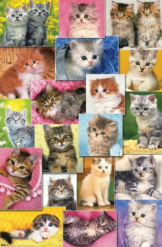 Miniatura 9 de Trends International Keith Kimberlin - Póster de pared de collage de gatitos, 14.725 x 22.375 pulgadas, versión enmarcada de madera de granero