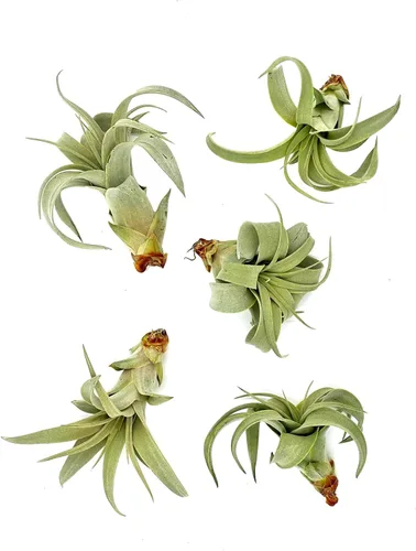 Miniatura 7 de ragnaroc Air Plants - Tillandsia Xerographica Pups, grandes 4-6 pulgadas, 2 unidades, llegada en vivo garantizada, plantas