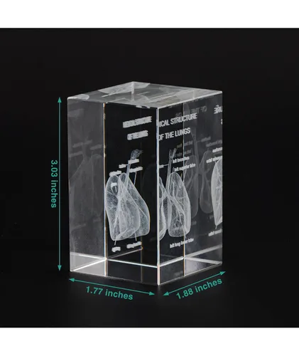 Miniatura 3 de Ultrassist Modelo 3D de Pulmón Humano de Cristal, Modelo Anatómico Grabado Láser para Decoración de Hogar y Oficina, Regalos para Neumólogos