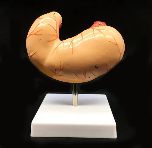 Miniatura 4 de Modelo de estómago humano de tamaño real Modelo anatómico Anatomía para ciencia Exhibición de estudio de aula Modelo médico de enseñanza 2 piezas