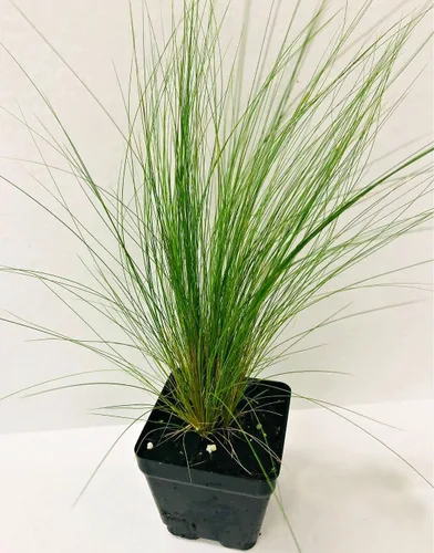 Miniatura 3 de Greenwood Nursery: Hierbas ornamentales vivas - Hierba de plumas mexicanas + Nassella Tenuissima - [Cantidad: 1 maceta de pinta]