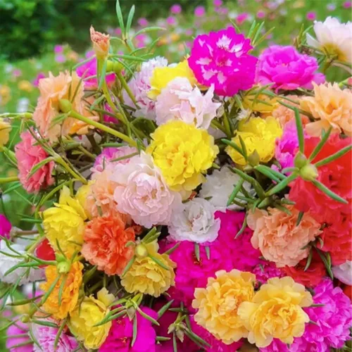 10000 semillas de rosa de musgo Portulaca para plantar, flores de color mixto de bajo mantenimiento, ideales para áreas cálidas y secas,