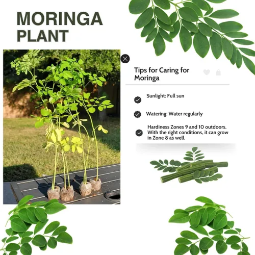 Miniatura 2 de Planta viva de árbol de Moringa, Malunggay de 6 a 8 pulgadas de alto Plantas vivas de Moringa, Árbol de rábano de caballo, Plantas de hierba