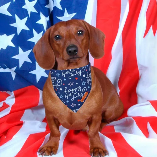 Miniatura 2 de ADOGGYGO Bandana para perro con bandera americana, bufanda para mascotas del 4 de julio en blanco y azul, tela duradera premium, ajustable, bandanas