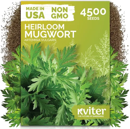 Miniatura 15 de KVITER 1000 semillas de quinua de cordero (Chenopodium Album) - Hierbas comestibles autóctonas, ideales para jardines de hierbas orgánicas