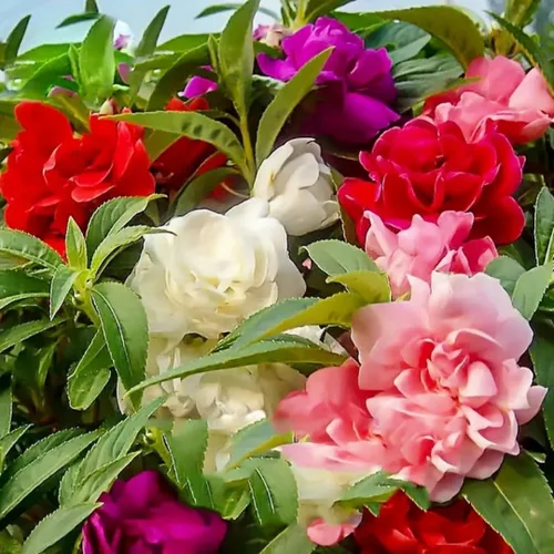 Miniatura 4 de Impatiens - 100 semillas de flores de bálsamo para plantar al aire libre, flores anuales de jardín vibrantes, floración rápida, ideal para camas