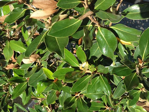 Miniatura 5 de Little GEM Magnolia - Tamaño: 2-3 pies, planta viva, incluye fertilizante de mezcla especial y guía de plantación