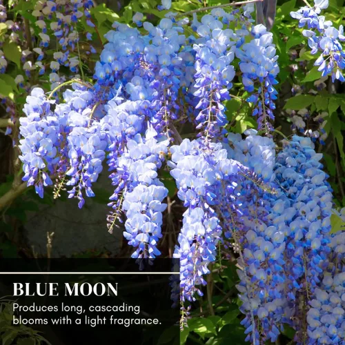 Miniatura 2 de 3 plántulas de árbol vivo Blue Moon Wisteria para plantar (3 plántulas)