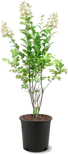 Miniatura 12 de American Plant Exchange Black Diamond Shell Pink Crape Myrtle Tree Live, maceta de 1 galón, 1-1.5 pies de alto, flores rosas vibrantes, tolerantes a