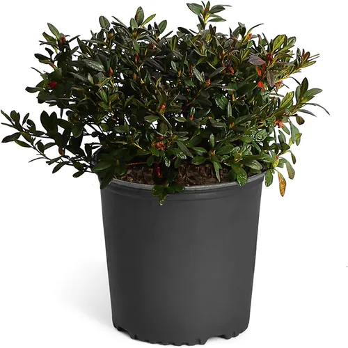 Miniatura 6 de Brighter Blooms - Autumn Royalty Encore Azalea - Planta con flores para interiores y exteriores, 1 galón, sin envío a AZ