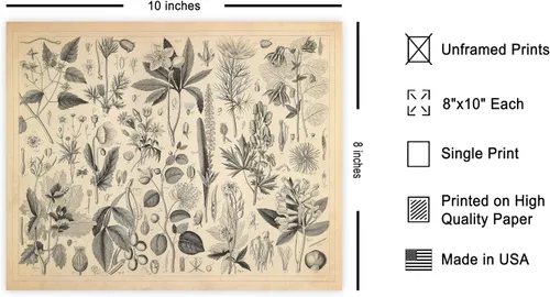 Miniatura 2 de Poster Master Póster Vintage de Plantas Cultivadas - Impresión Botánica Retro - Arte de Flores - Arte de Plantas - Regalo para Hombres y Mujeres
