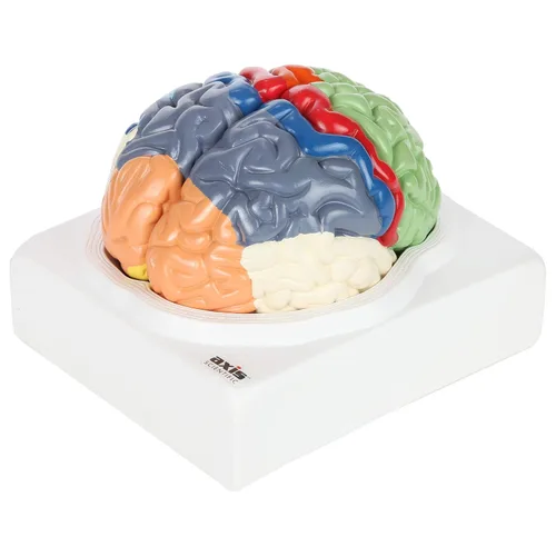 Axis Scientific cerebro humano con regiones rotuladas, tamaño real. Incluye manual colorido del producto (idioma español no garantizado), base de