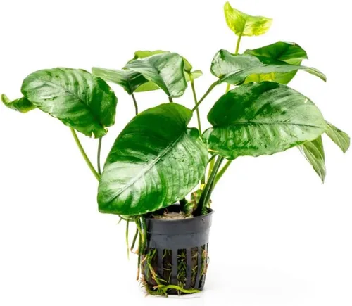 Miniatura 51 de SubstrateSource Plantas vivas – Anubias Hastifolia (Anubias hastifolia) – Luz baja a moderada, hojas en forma de flecha de color verde medio a