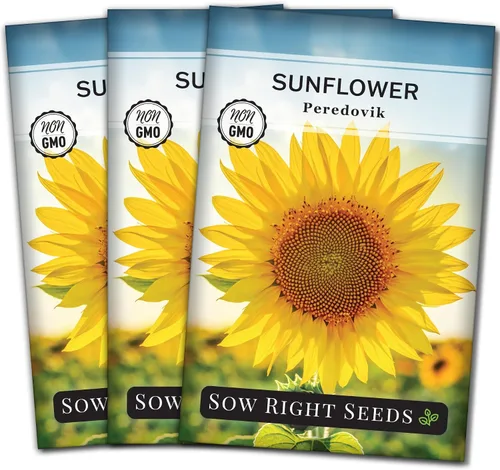Miniatura 8 de Sow Right Seeds - Semillas de girasol Peredovik para plantar - Paquete de reliquia sin OMG con instrucciones para el cultivo - Flor solar negra rusa