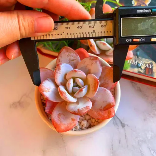 Miniatura 4 de Plantas suculentas vivas Echeveria Laui de 2.5 pulgadas, suculentas rojas raras con raíz desnuda sin tierra de maceta, plantas vivas para decoración