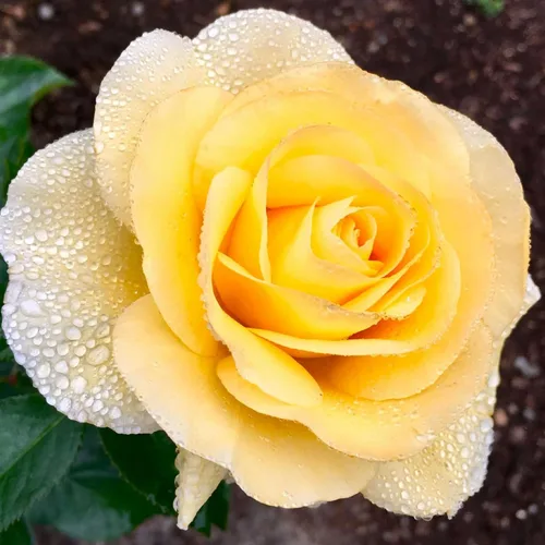 Miniatura 10 de Heirloom Roses Rose Bush - Easter Basket™ Planta amarilla viva para plantar al aire libre