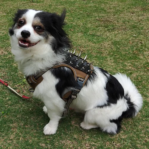 Miniatura 2 de Arnés táctico para perro, reflectante, chaleco antitirones, chaleco de protección contra pinchos, talla S
