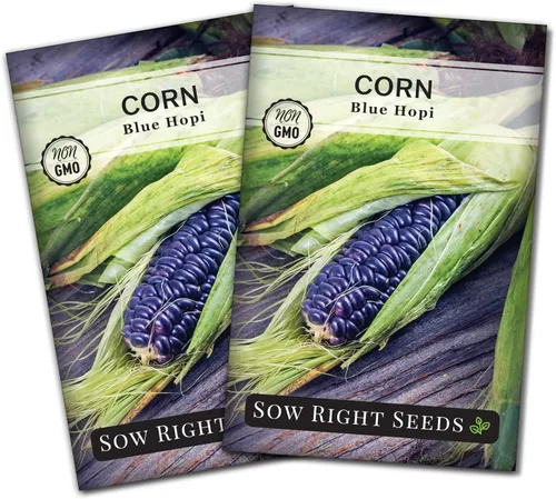 Miniatura 7 de Sow Right Seeds - Semilla de Maíz Azul Hopi para plantar - Paquete de reliquia sin OMG con instrucciones para plantar y cultivar un jardín