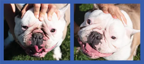 Miniatura 6 de Squishface Pasta antiarrugas – Bulldog, bulldog francés, pug, bulldog inglés – Limpia arrugas, manchas de lágrimas, bolsillos de cola y patas