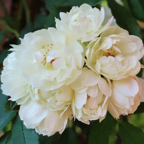 Miniatura 4 de White Lady Banks Rose - Planta de rosas trepadoras vivas, flores blancas sin espinas, vid perenne resistente para vallas, cenadores y enrejados